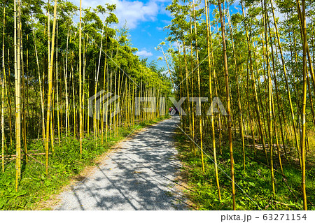 竹 風景 自然 63271154