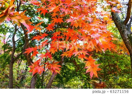 紅葉 カエデ 木 63271156