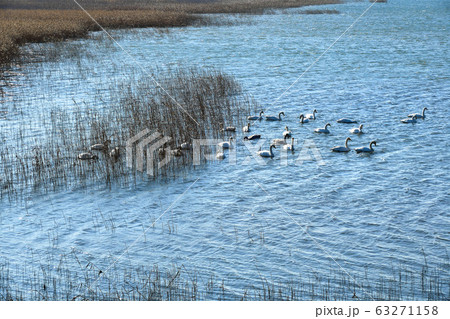 渡り鳥 白鳥 冬 63271158
