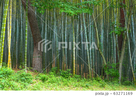 竹の森 竹林 風景 63271169