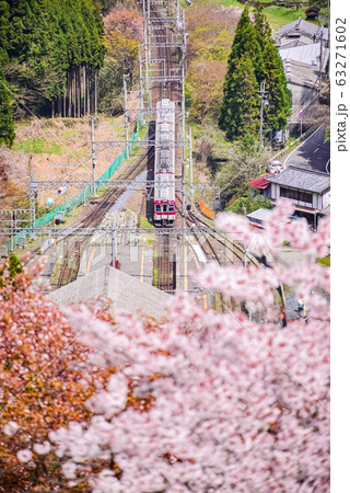 吉野の桜 -Sakura- Cherry Blossoms in Yoshino, Nara 63271602