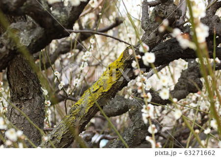 梅の木 梅の木 63271662