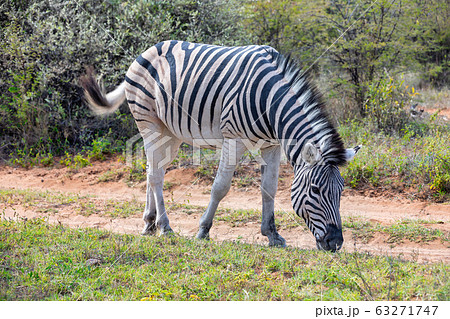 Zebra in bush, Namibia Africa wildlife 63271747