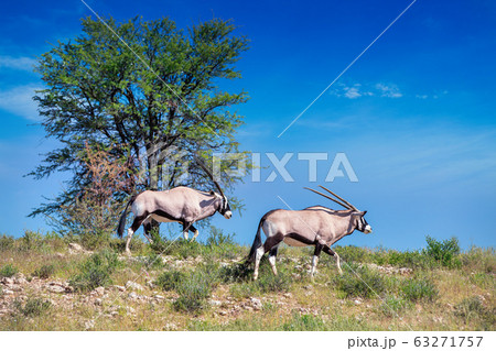 Gemsbok, Oryx gazella in Kalahari Gemsbok, Oryx gazella in Kalahari 63271757