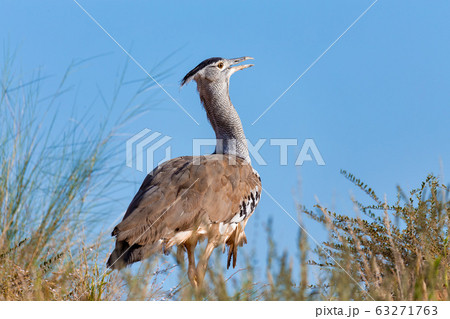 Kori Bustard Kalahari South Africa 63271763