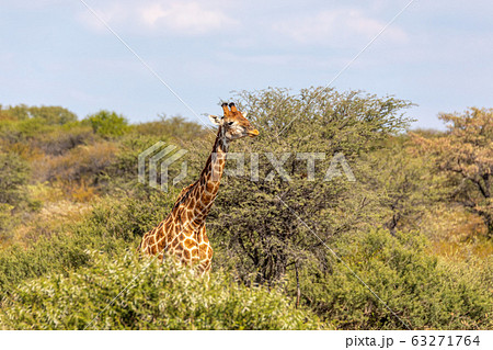 South African giraffe Chobe, Botswana safari 63271764