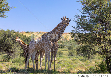 cute Giraffes South Africa wildlife cute Giraffes South Africa wildlife 63271771