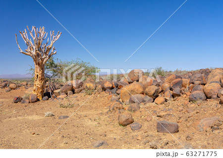 Aloidendron dichotomum, aloe tree, Namibia 63271775