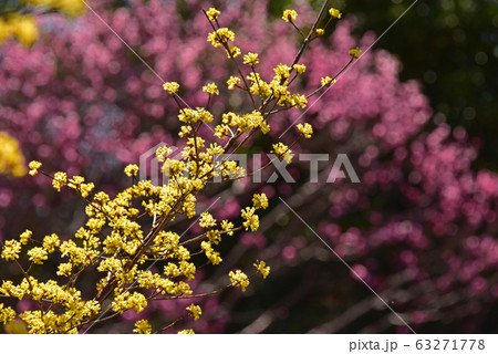春の花　サンシュユ 63271778