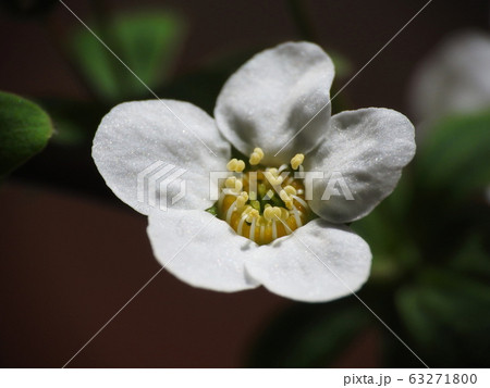 ユキヤナギ　Thunberg's meadowsweet 63271800