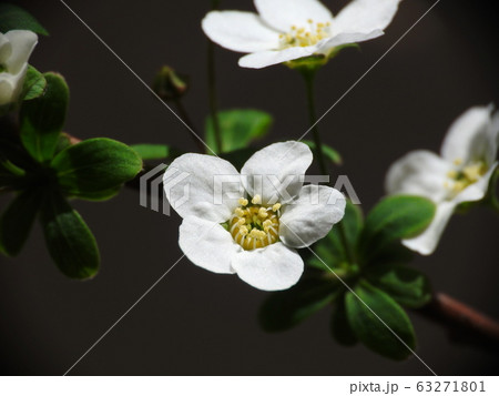 ユキヤナギ Thunberg's meadowsweet ユキヤナギ Thunberg's meadowsweet 63271801