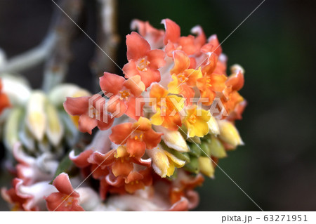 アカバナミツマタ 63271951