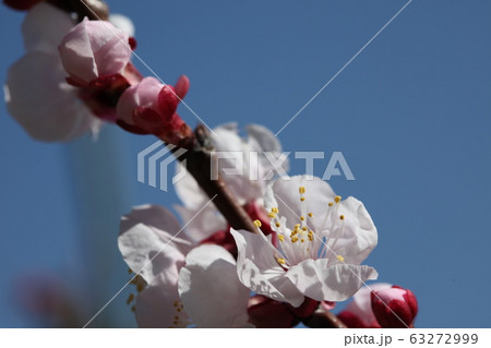 スモモの花の写真素材