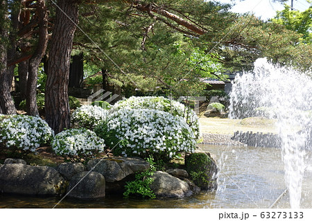 満開のツツジ 63273133