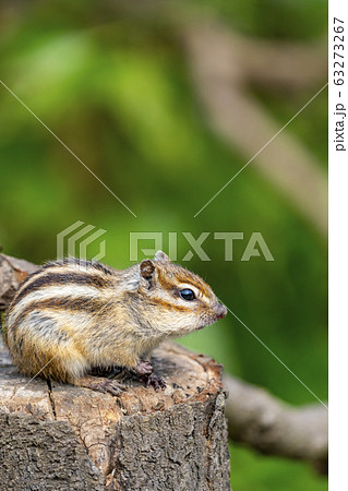 シマリス シマリス 63273267