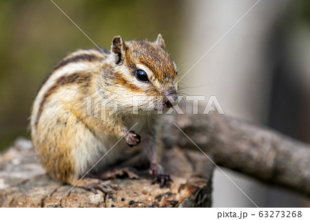 シマリス シマリス 63273268
