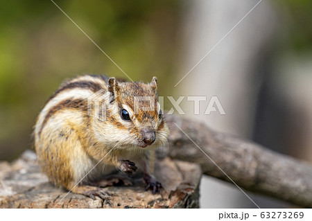 シマリス シマリス 63273269