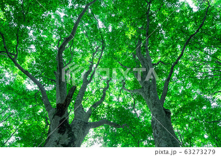 緑が生い茂るブナ林 緑が生い茂るブナ林 63273279