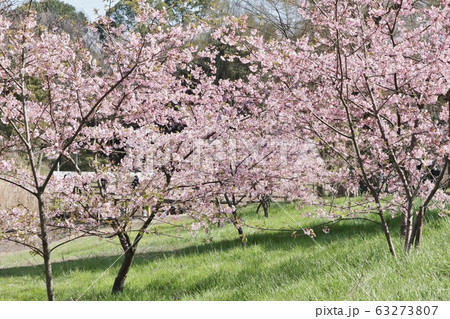 満開の河津さくら:山田池公園 満開の河津さくら:山田池公園 63273807