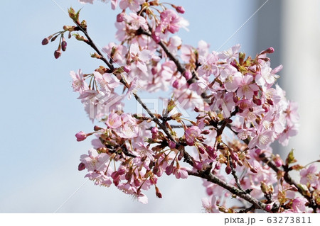 満開の河津さくら：山田池公園 63273811