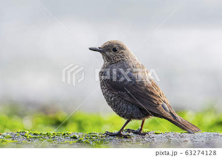 イソヒヨドリ雌 63274128