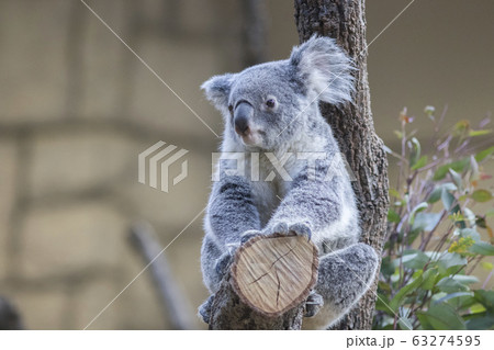 コアラ 63274595