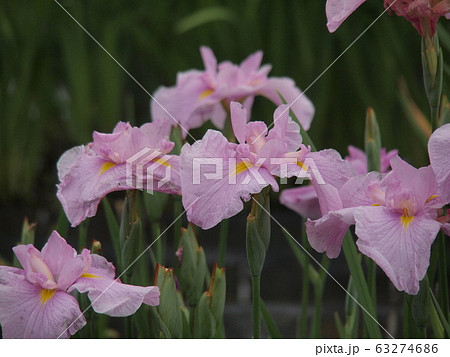 花菖蒲	 63274686