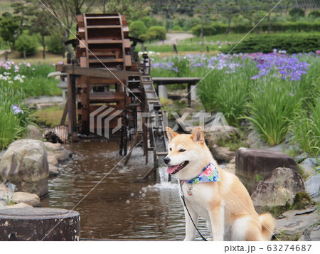 柴犬と花菖蒲 柴犬と花菖蒲 63274687