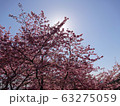 早咲き桜 63275059