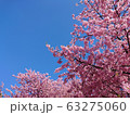 早咲き桜 63275060