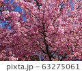 早咲き桜 63275061