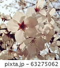 桜 63275062