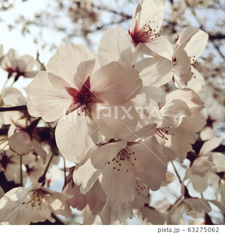 桜 桜 63275062