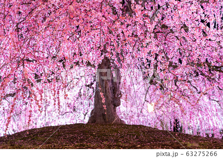 鈴鹿の森庭園のライトアップ 鈴鹿の森庭園のライトアップ 63275266
