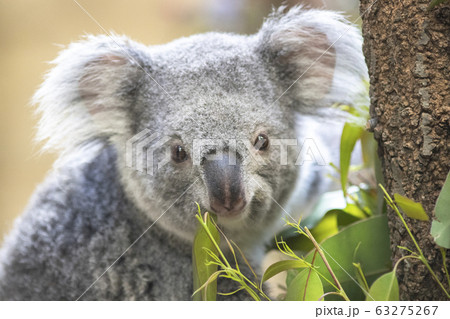 【コアラ】ユーカリの葉っぱを食べるコアラ 63275267