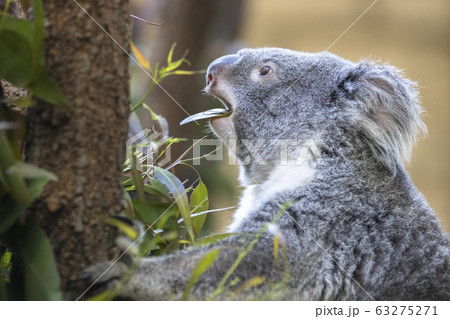 【コアラ】ユーカリの葉っぱを食べるコアラ 63275271