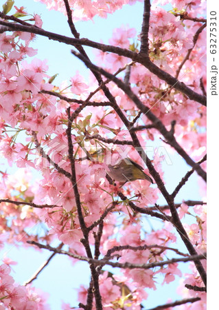 河津桜とメジロ 63275310