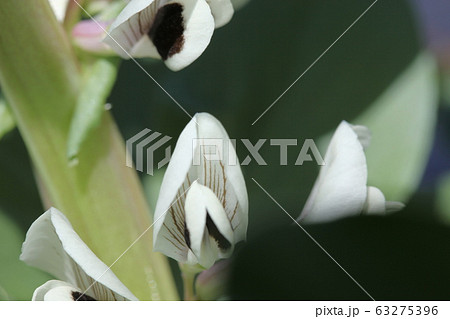 ソラ豆の花 63275396
