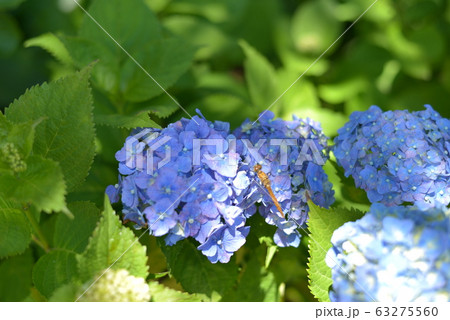 紫陽花 63275560
