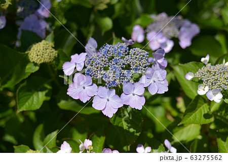 紫陽花 63275562