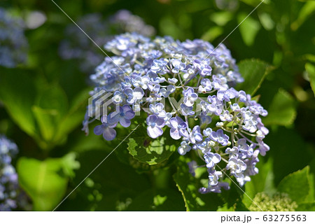 紫陽花 63275563