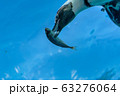 ペンギン餌付け 63276064