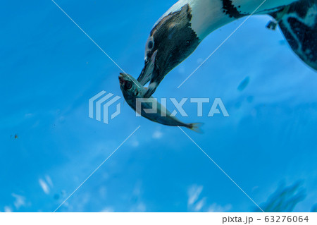 ペンギン餌付け ペンギン餌付け 63276064