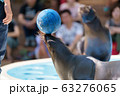 アザラシショー 63276065