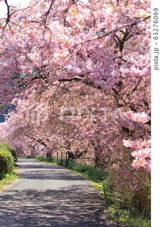 南伊豆　みなみの桜のトンネル 63276069