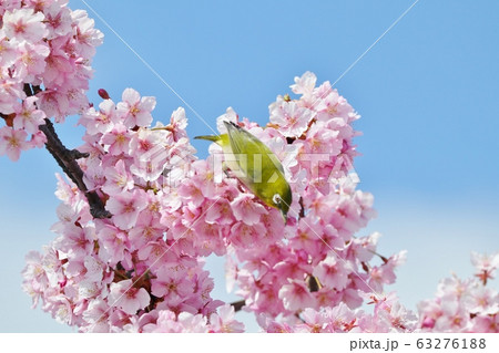 満開の河津さくら&めじろ:桜並木:保谷川 満開の河津さくら&めじろ:桜並木:保谷川 63276188