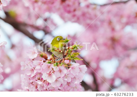 満開の河津さくら＆めじろ：桜並木：保谷川 63276233