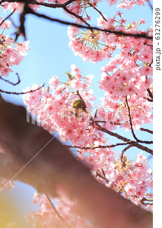 河津桜とメジロ 河津桜とメジロ 63276299