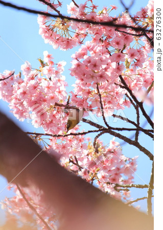 河津桜とメジロ 河津桜とメジロ 63276300