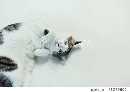 白いカーペットの上で甘えてお腹を見せる猫 白いカーペットの上で甘えてお腹を見せる猫 63276602